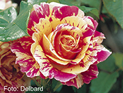 Rosen von Delbard - Claude Monet