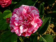 Remontant Rosen - Ferdinand Pichard