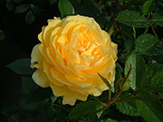 Moderne Patio- Bodendecker und Ruffle Rosen - Golden Hit
