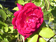 Rosa Borbonica - Gru� an Teplitz