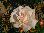 Polyantharosen - Gru� an Aachen