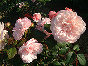 Polyantharosen - Rosa Gru� an Aachen