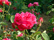 Remontant Rosen - Hugh Dickson