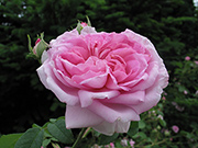 Rosa Damascena - Ispahan