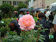 Englische Rosen - Lilian Austin