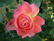 Rosen von Delbard - Rose des Cisterciens