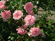 Moderne Patio- Bodendecker und Ruffle Rosen - The Fairy