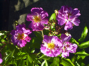 Kletterrosen und Rambler - Veilchenblau
