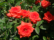 Moderne Patio- Bodendecker und Ruffle Rosen - Absolute Hit