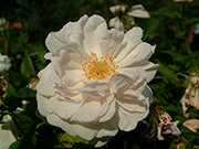 Portland Rosen - Alfred de Dalmas