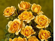 Moderne Patio- Bodendecker und Ruffle Rosen - Amber Hit