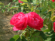 Remontant Rosen - American Beauty