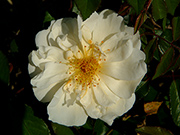 Rosa Moschata - Daybreak