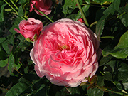 Englische Rosen - Dr. Herbert Gray