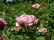 Rosa Borbonica - Honorine de Brabant