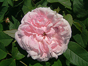 Rosa Damascena - Jacques Cartier