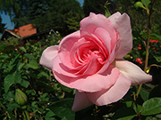 Rosen von Delbard - Jardins de Vilandry