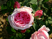 Portland Rosen - Mme. Boll