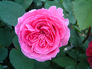 Rosa Borbonica - Mme. Isaak Pereire