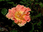 Rosen von Delbard - Pur Caprice
