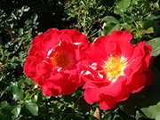 Moderne Patio- Bodendecker und Ruffle Rosen - Romantic Ruffles