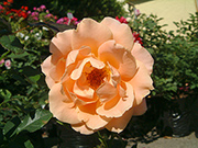 Moderne Patio- Bodendecker und Ruffle Rosen - Ruffles Dream