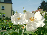 Rosa Alba - Semiplena