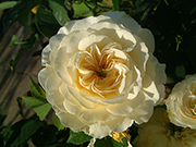 Englische Rosen - The Pilgrim