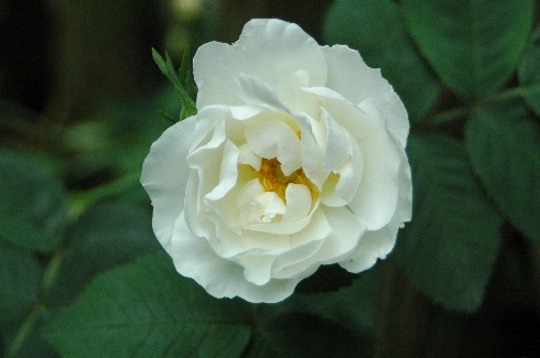 Alba suaveolens - Rosa Alba