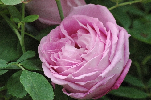 Mrs. John Laing - Remontant Rosen