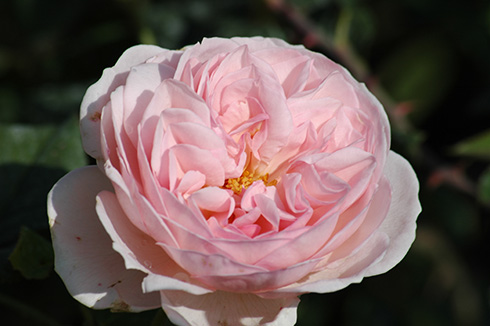 Albertine - Kletterrosen und Rambler