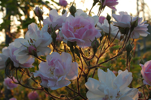 Paul's Himalayan Musk - Kletterrosen und Rambler