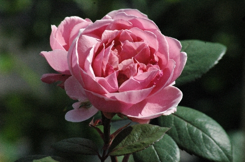 Brother Cadfael - Englische Rosen
