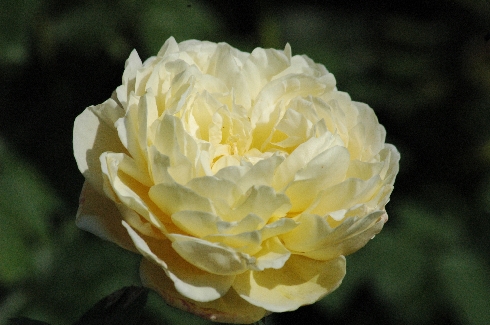 Charlotte - Englische Rosen