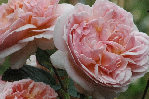 Evelyn - Englische Rosen