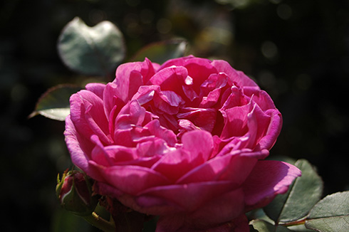 Noble Anthony - Englische Rosen