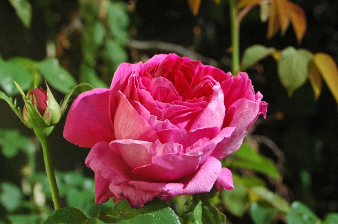 AUSlo - Englische Rosen