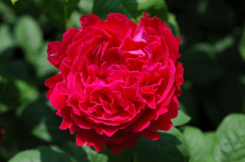 Sir Edward Elgar - Englische Rosen