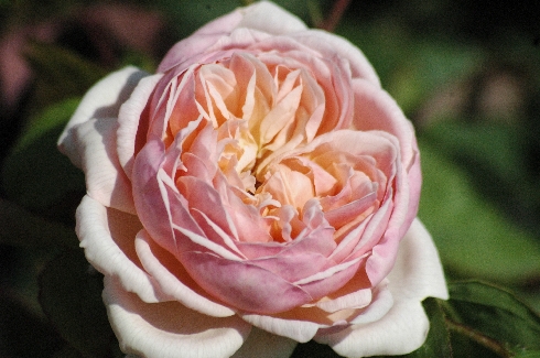 Sweet Juliet - Englische Rosen