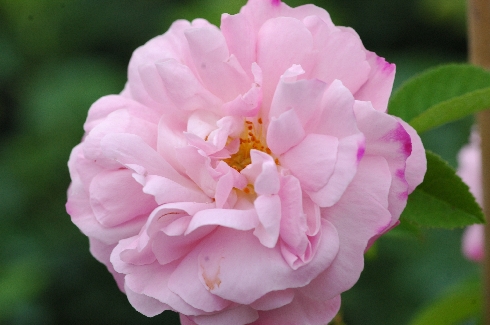Belle Amour - Rosa Alba