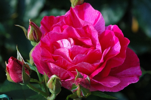 Guy Savoy - Rosen von Delbard