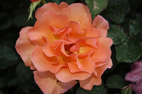 Orange Climber - Moderne Kletterrosen