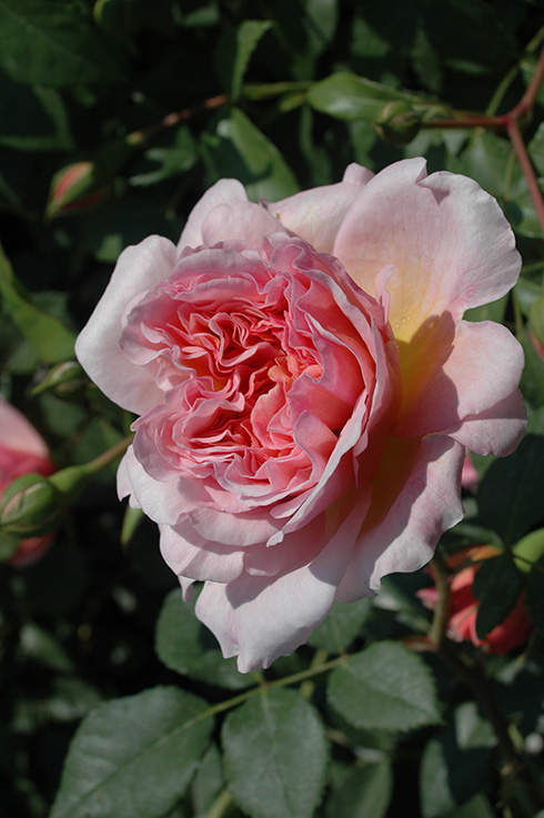 Anne Boleyn - Englische Rosen