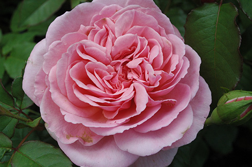 Francis Blaise - Rosa Generosa von Guillot
