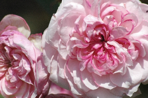 Orsola Spinola - Rosa Generosa von Guillot