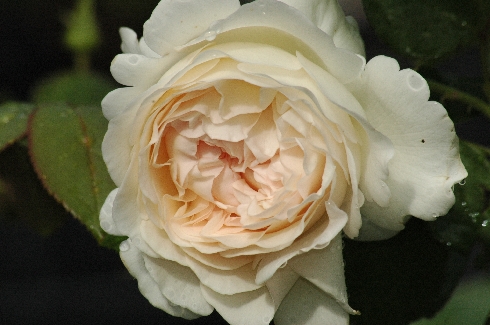 Sebastian Kneipp - Moderne Kletterrosen
