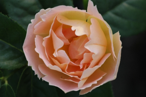 Coniston (Comtes de Champagne) - Englische Rosen