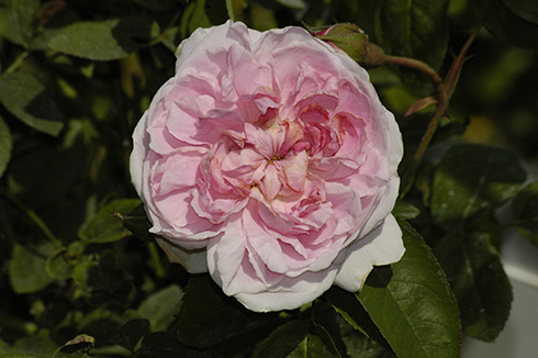 Cottage Rose - Englische Rosen