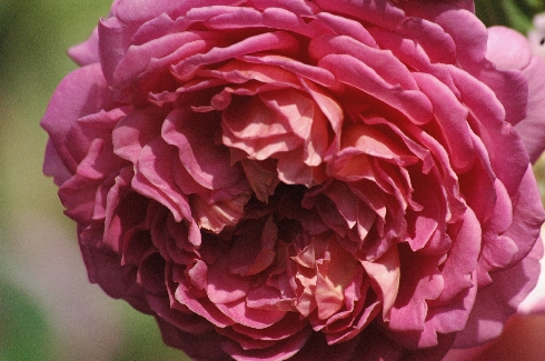 Jubilee Celebration - Englische Rosen