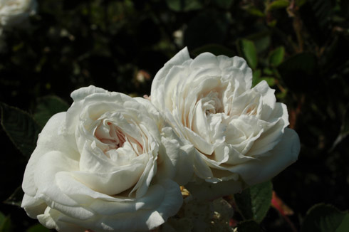 Blanche Moreau - Rosa Centifolia Muscosa